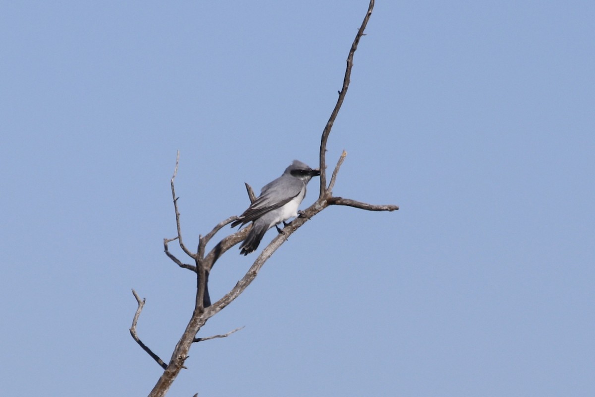 Шикачик чорнолобий - ML645955217