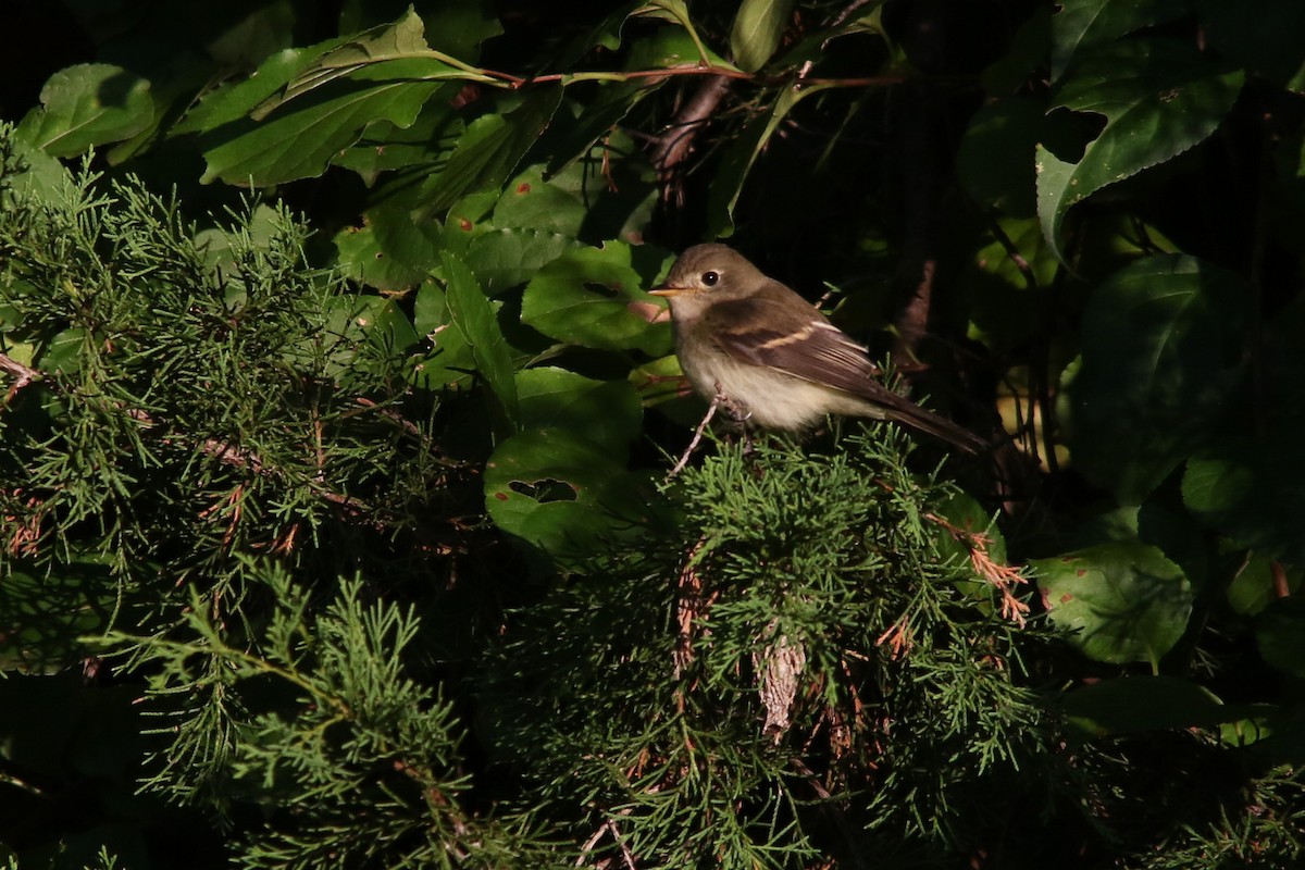 Піві-малюк вільховий/вербовий - ML645955218