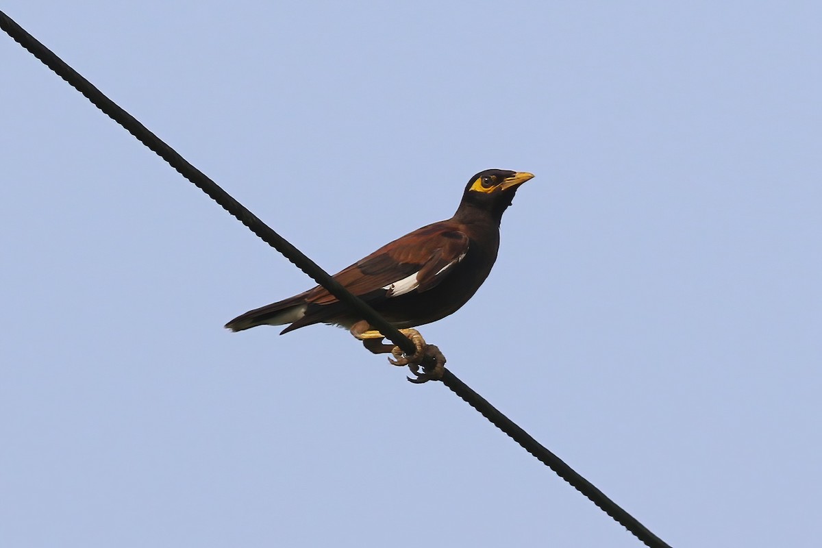 Майна індійська - ML645955219