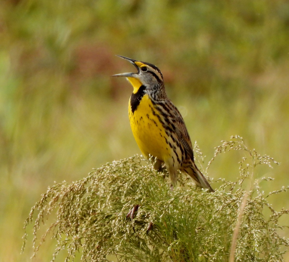 Шпаркос східний - ML645955220