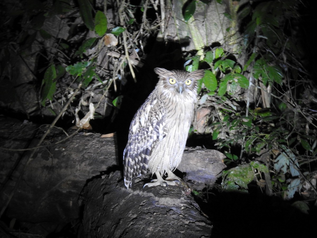 Пугач-рибоїд бурий - ML645955222