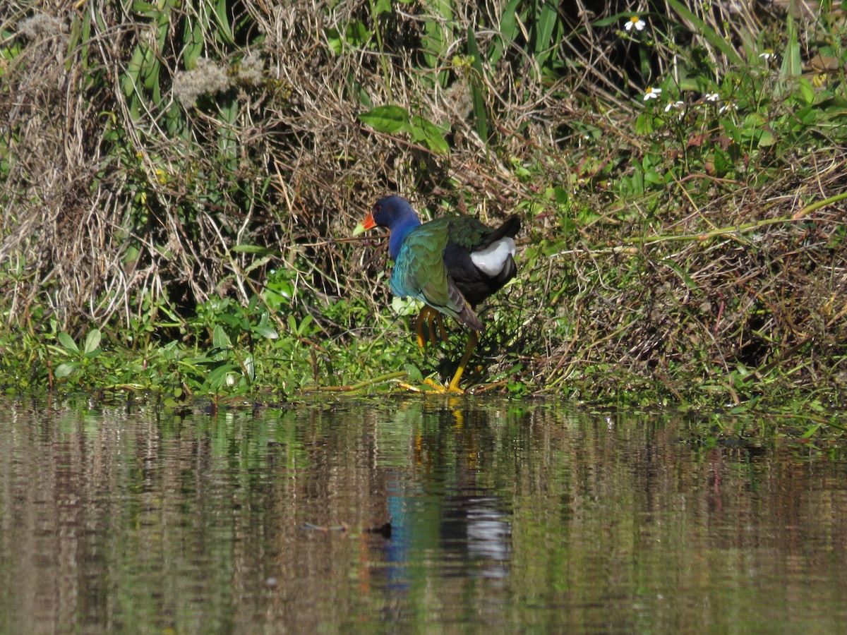 Малая султанка - ML645955223