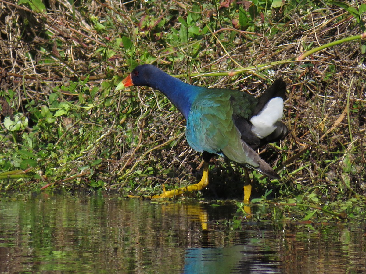 Малая султанка - ML645955224