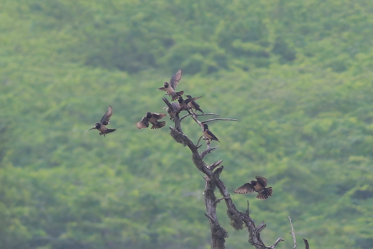 Шпак рожевий - ML645955228