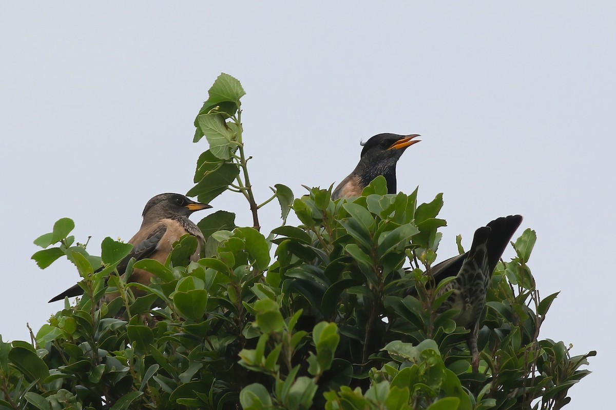 Шпак рожевий - ML645955229