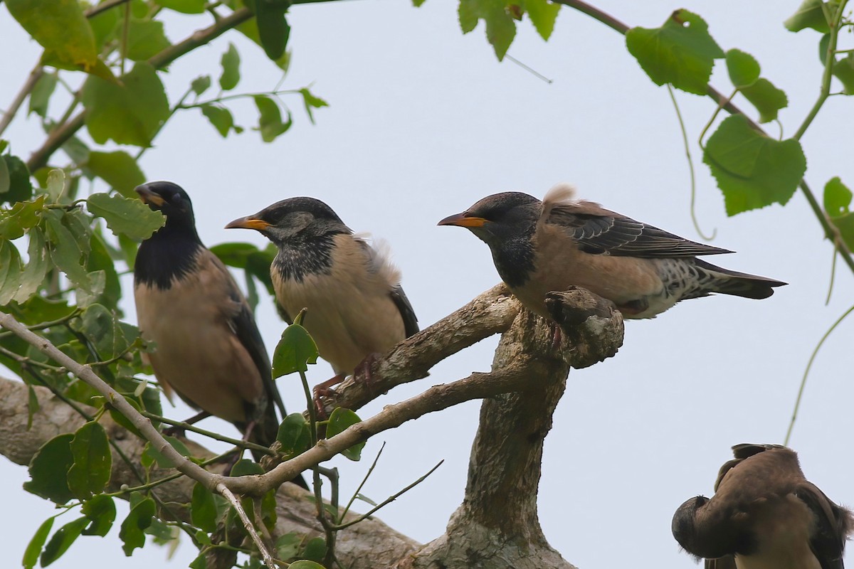 Шпак рожевий - ML645955230