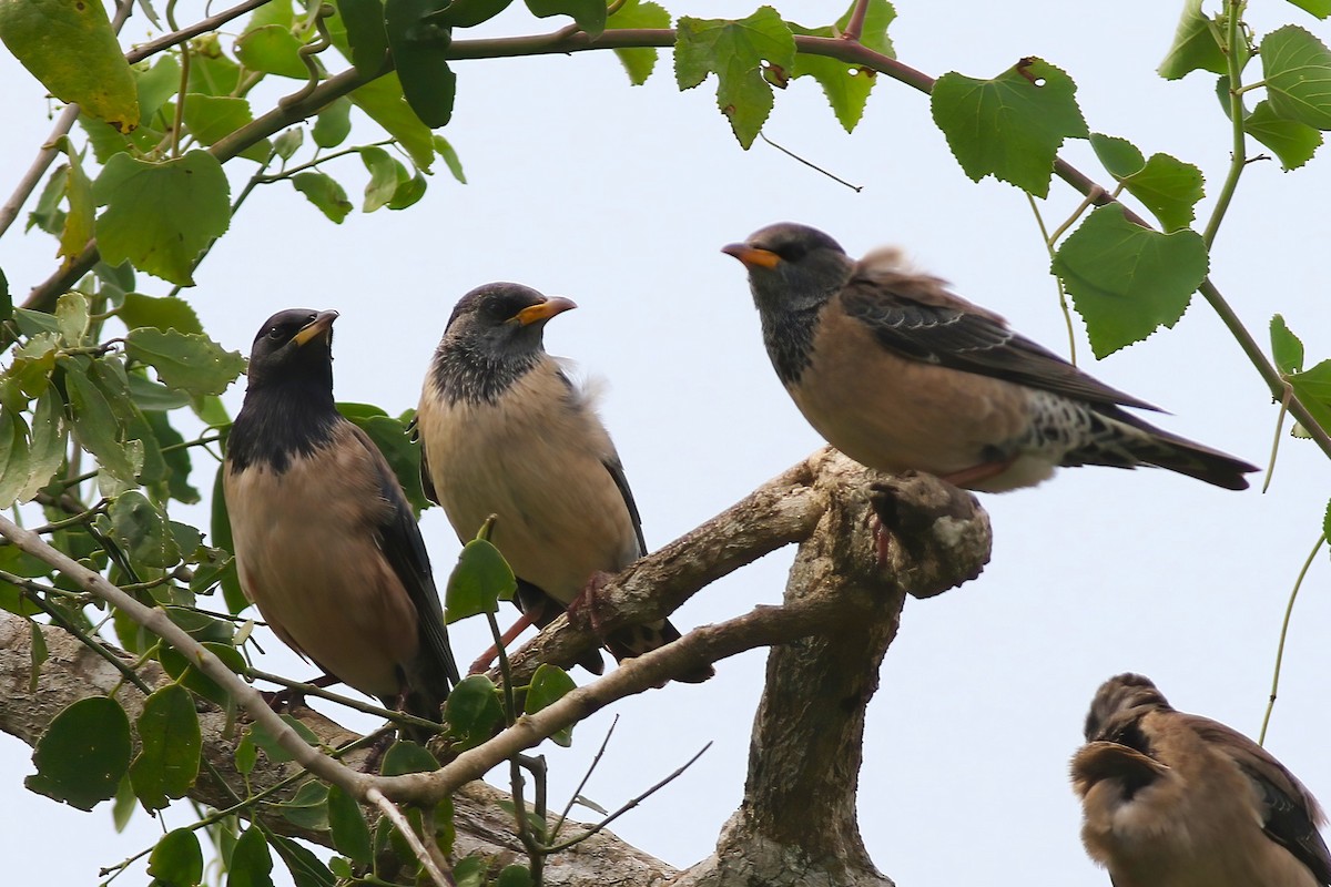 Шпак рожевий - ML645955231