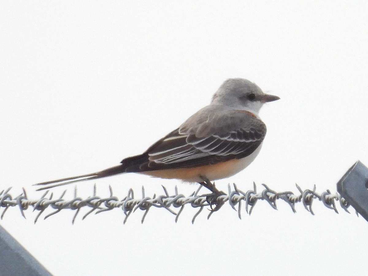 Scissor-tailed Flycatcher - ML645955232