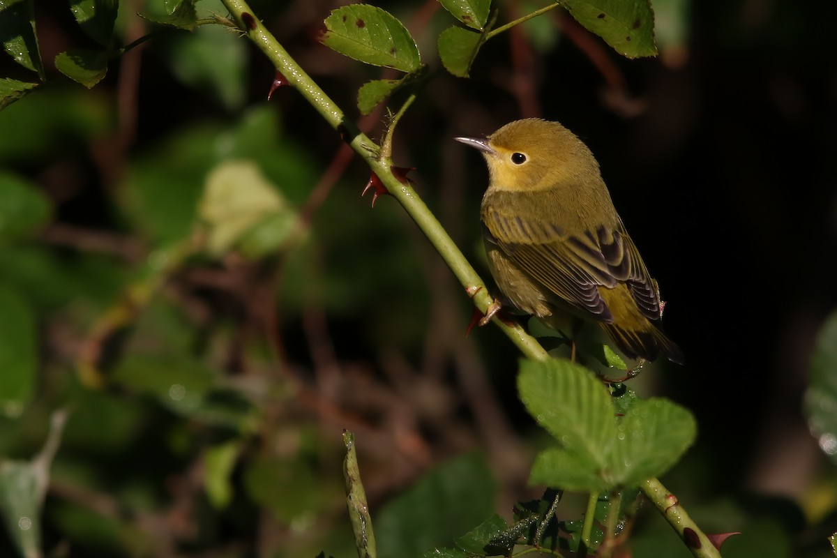 Пісняр-лісовик жовтий північний - ML645955233