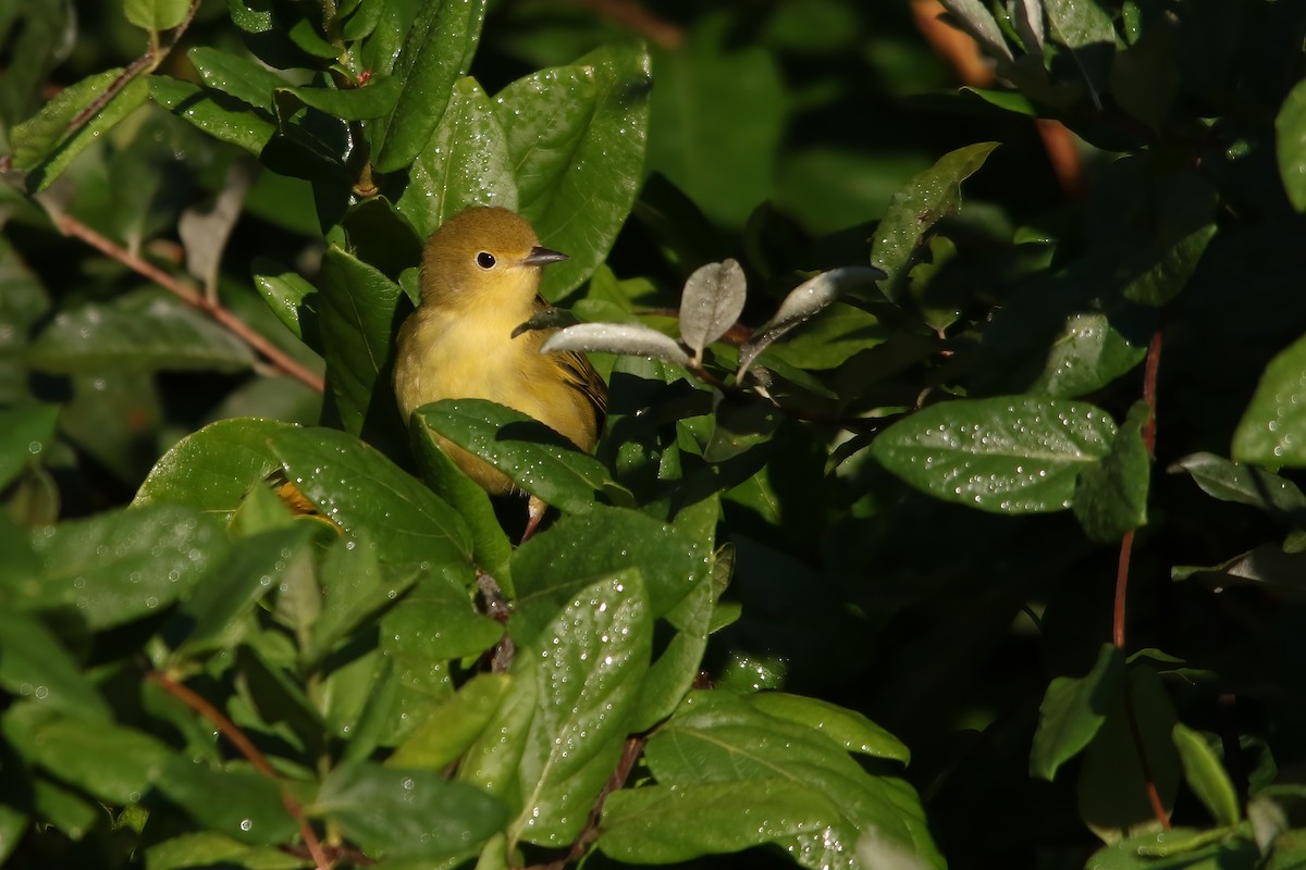 Пісняр-лісовик жовтий північний - ML645955234