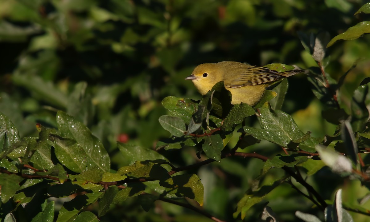 Пісняр-лісовик жовтий північний - ML645955235