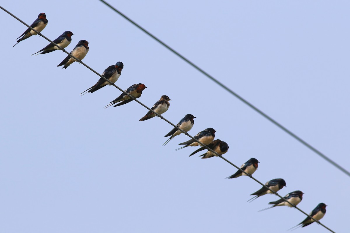 Ластівка сільська - ML645955240