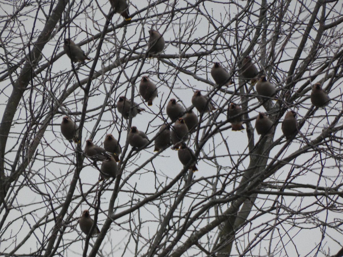 Омелюх звичайний - ML645955241