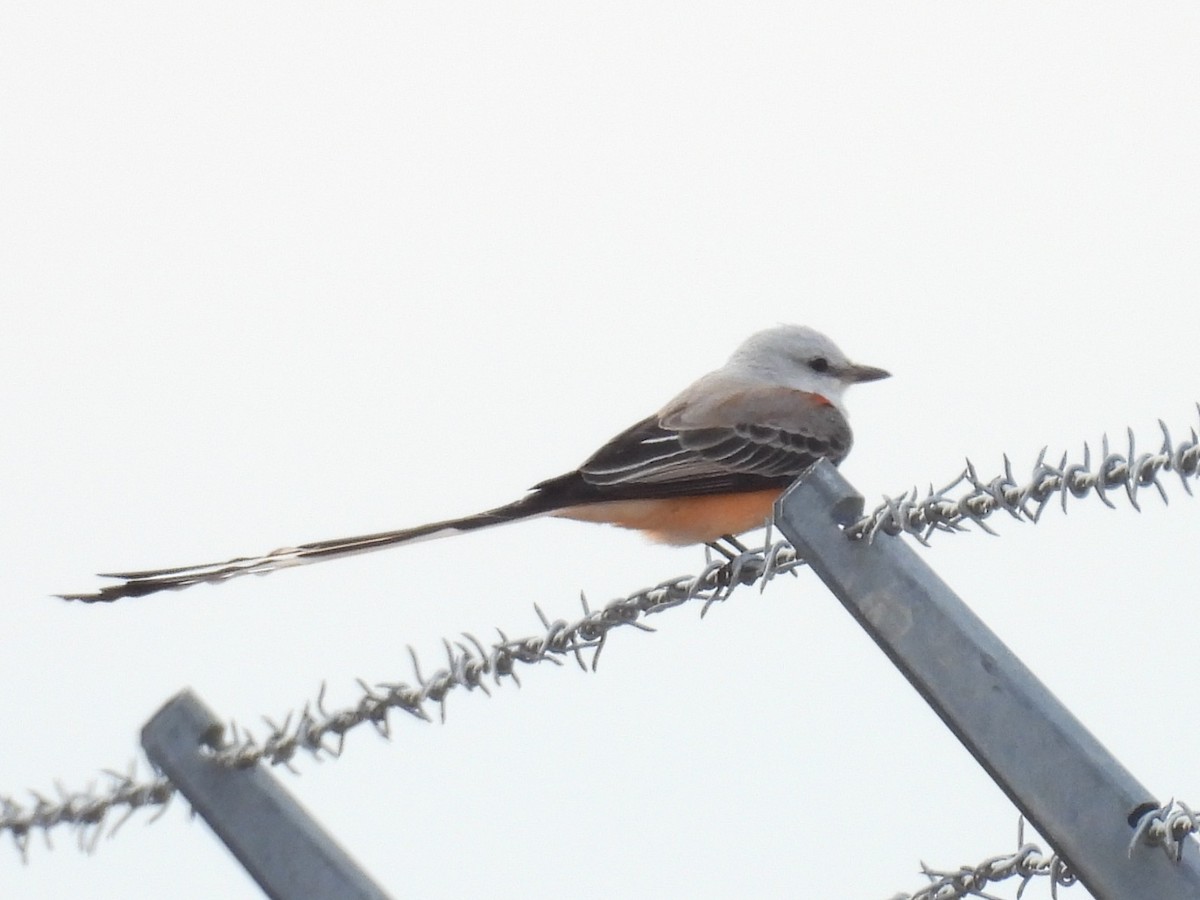 Scissor-tailed Flycatcher - ML645955242