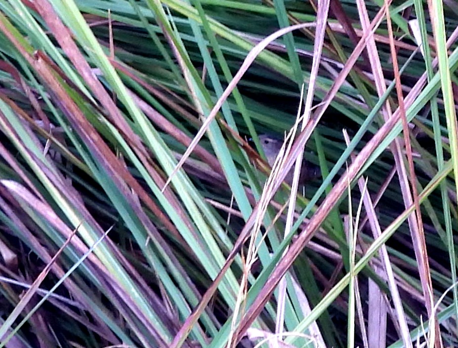 Sedge Wren - ML645955243