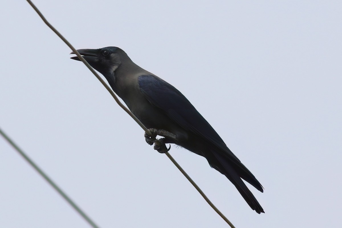 Ворона індійська - ML645955244