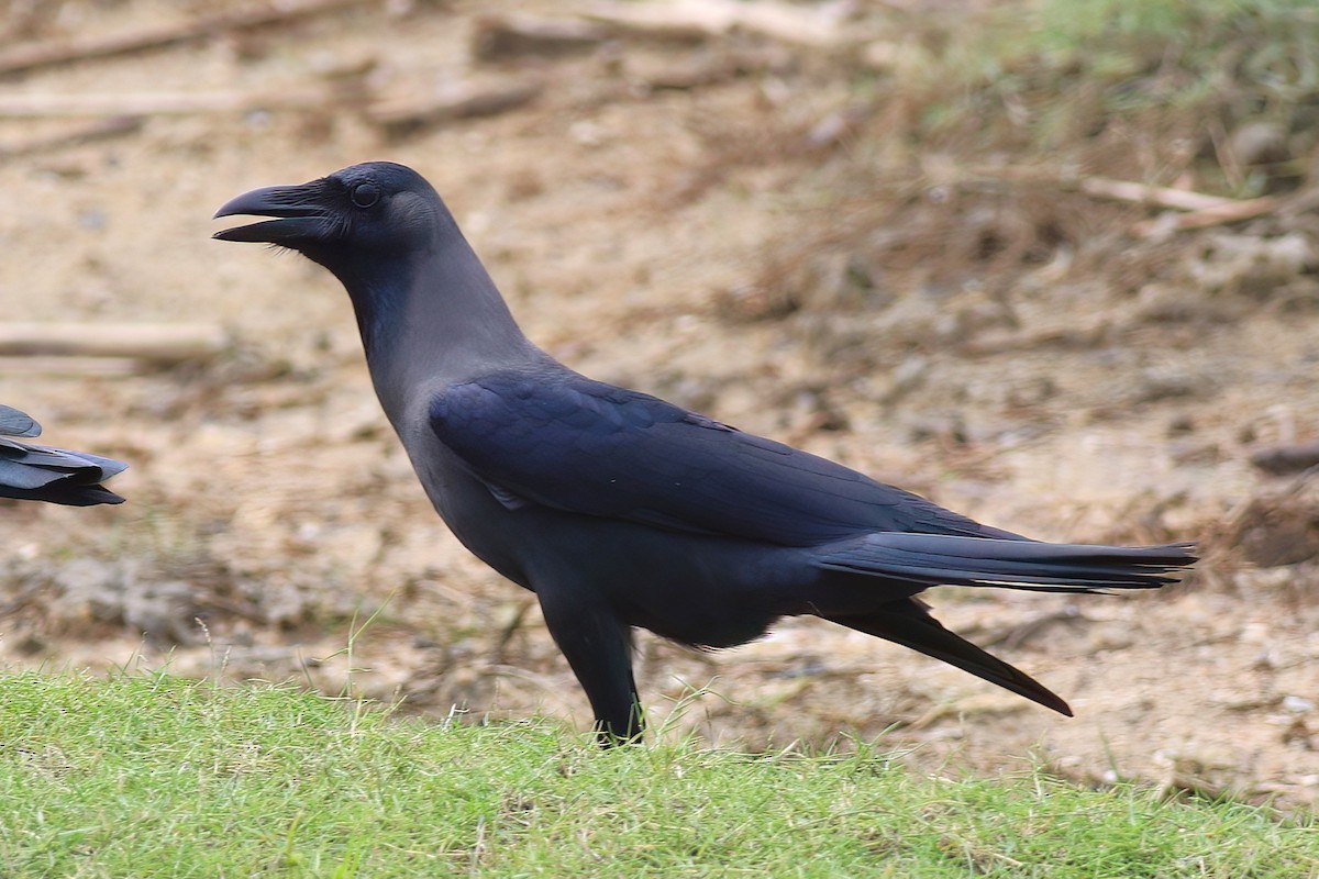 Ворона індійська - ML645955245