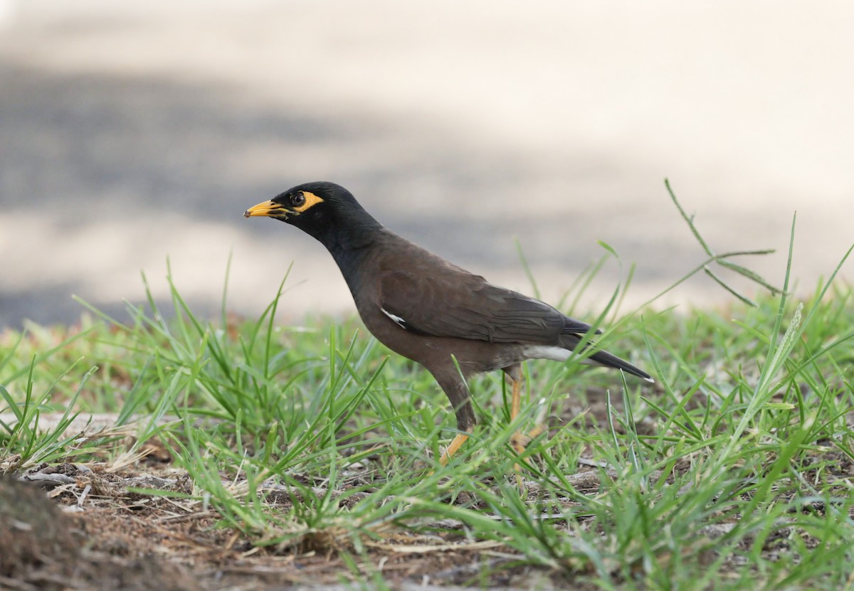 Майна індійська - ML645955248