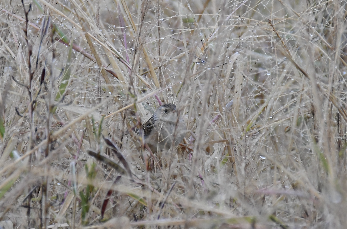 Sedge Wren - ML645955249