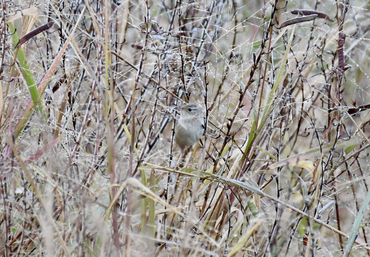 Sedge Wren - ML645955250