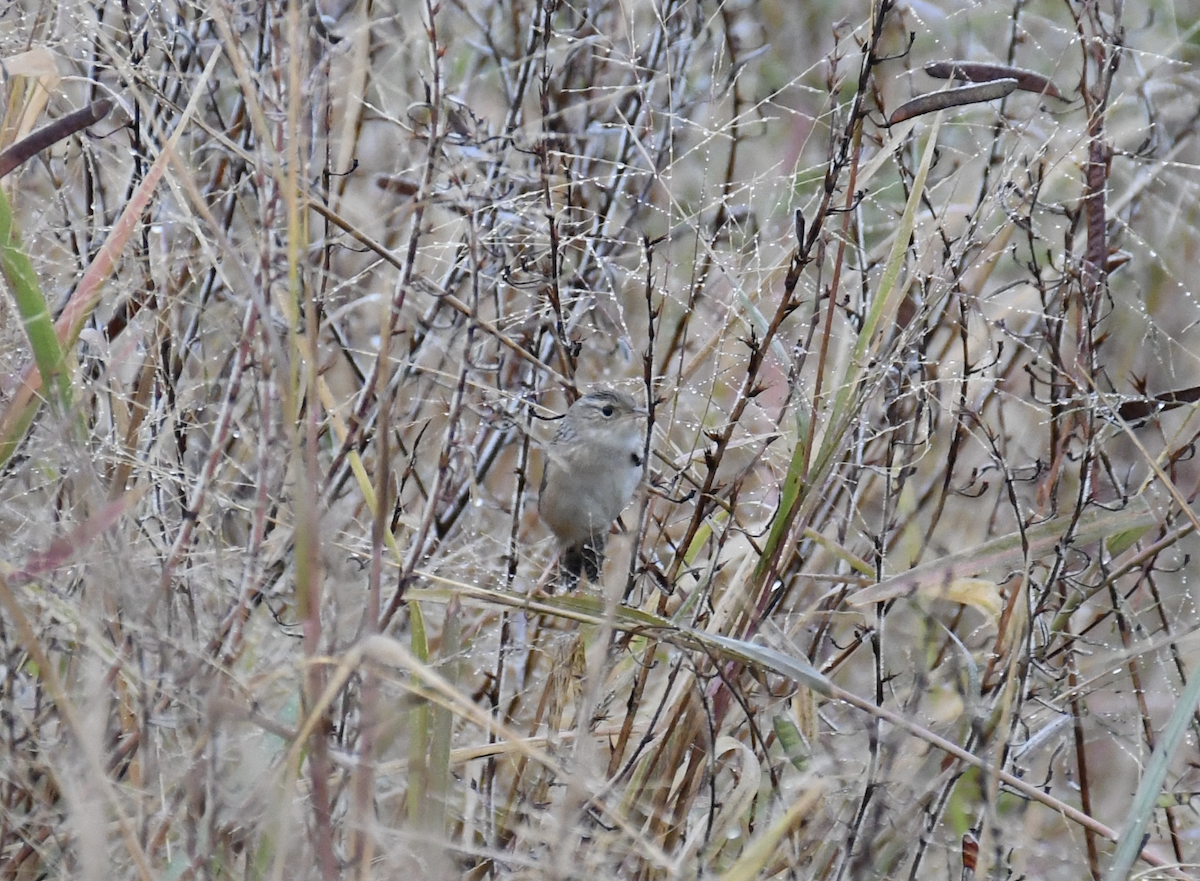 Sedge Wren - ML645955251