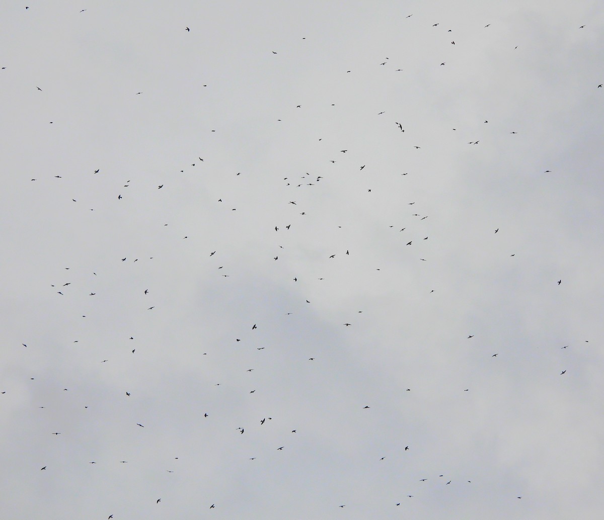 Tree Swallow - ML645955256