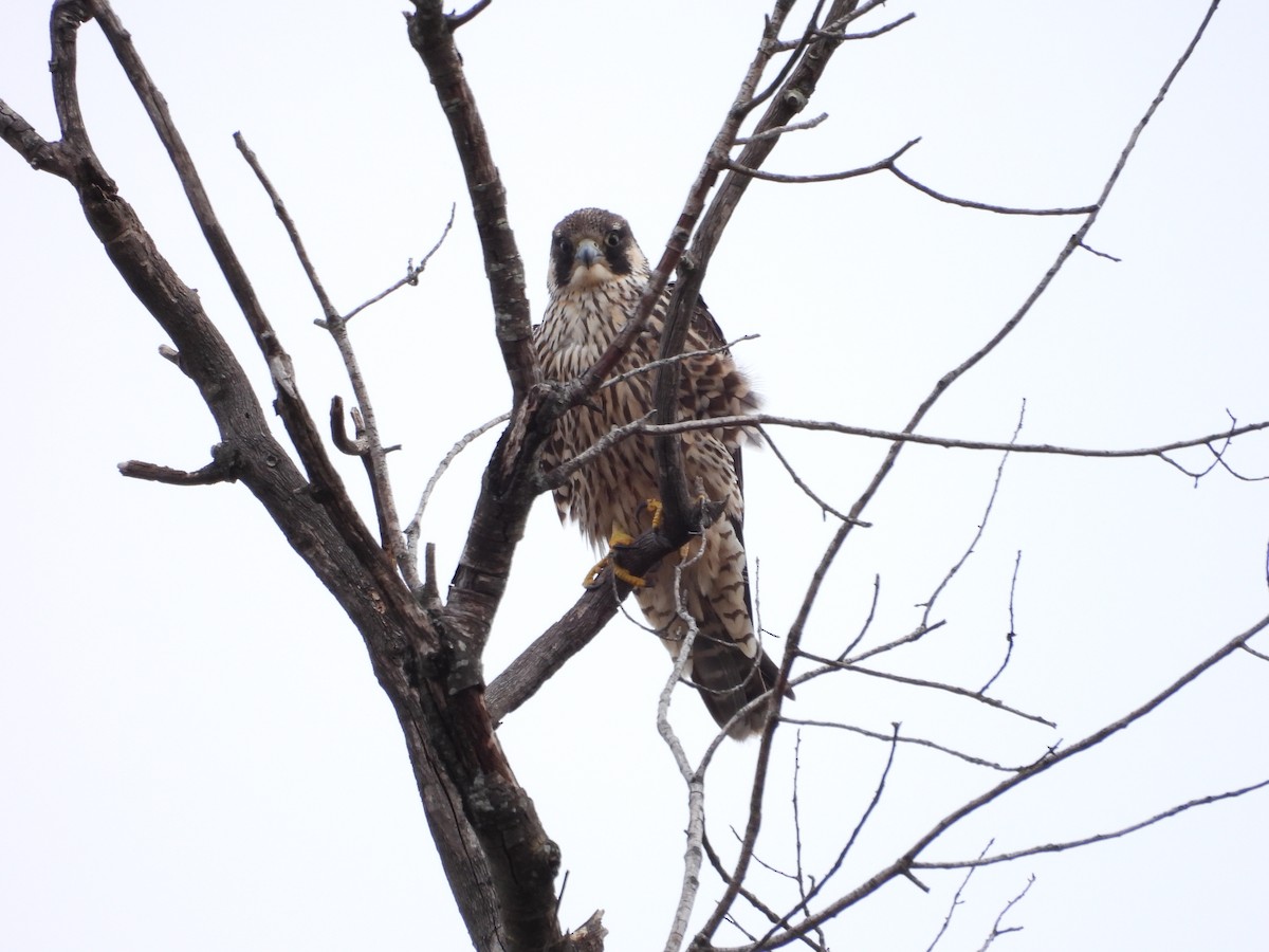 Peregrine Falcon - ML645955267