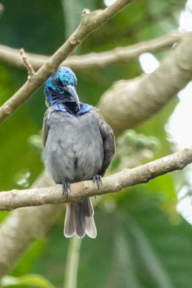 Green-headed Sunbird - ML645955271