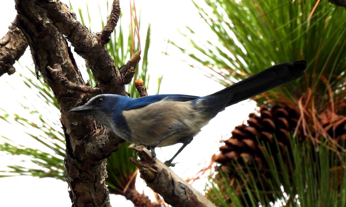 Florida Scrub-Jay - ML645955281