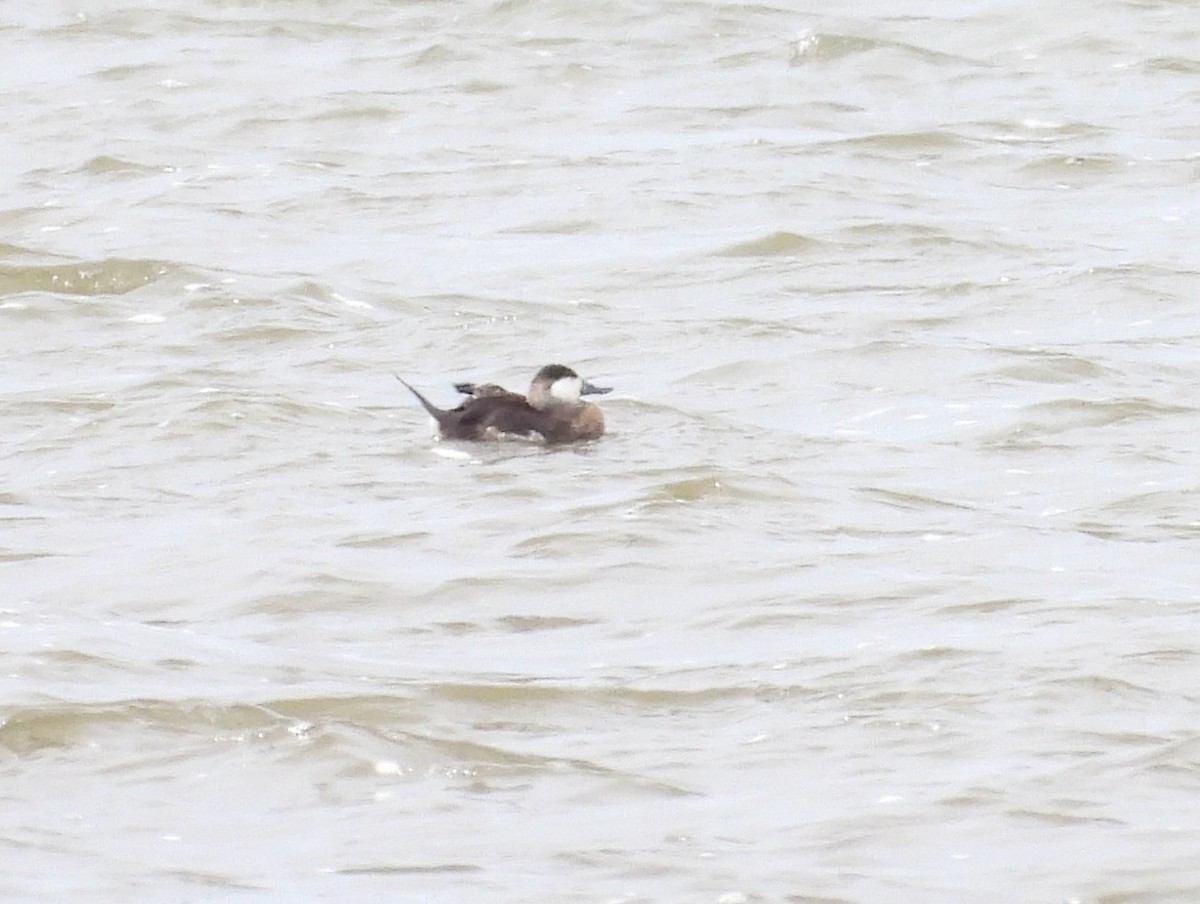 Ruddy Duck - ML645955282