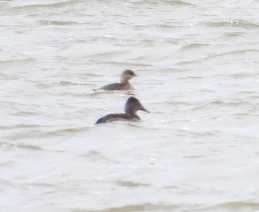 Pied-billed Grebe - ML645955286