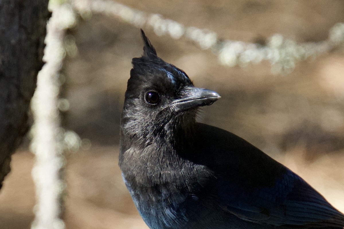 Steller's Jay - ML645955290