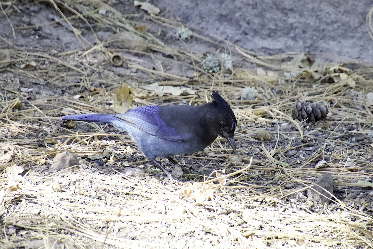 Steller's Jay - ML645955291