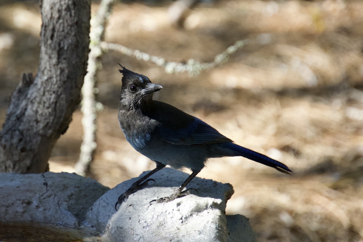 Steller's Jay - ML645955292