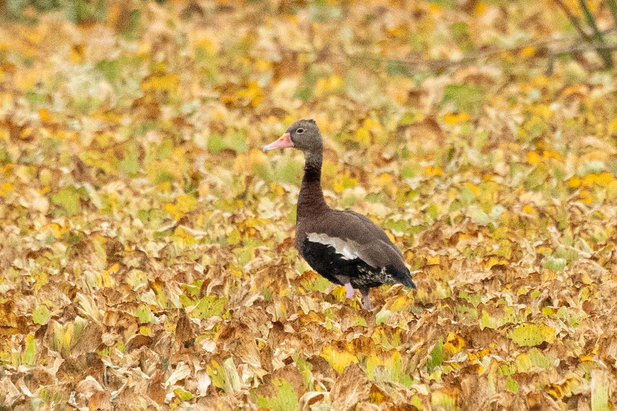 Black-bellied Whistling-Duck - ML645955293
