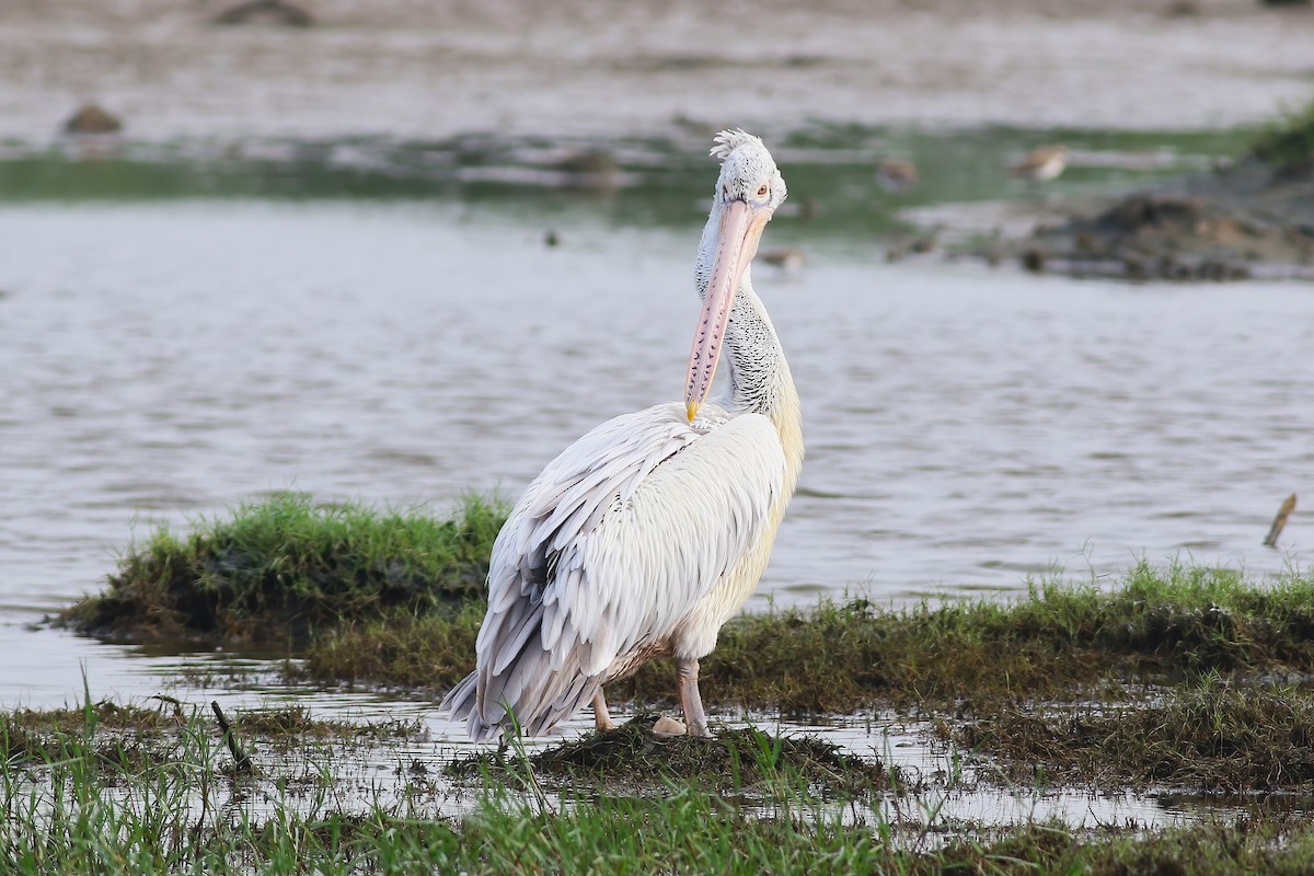 Пестроклювый пеликан - ML645955297
