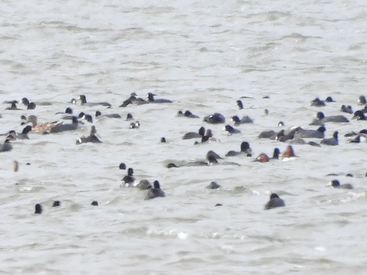 Canvasback - ML645955298