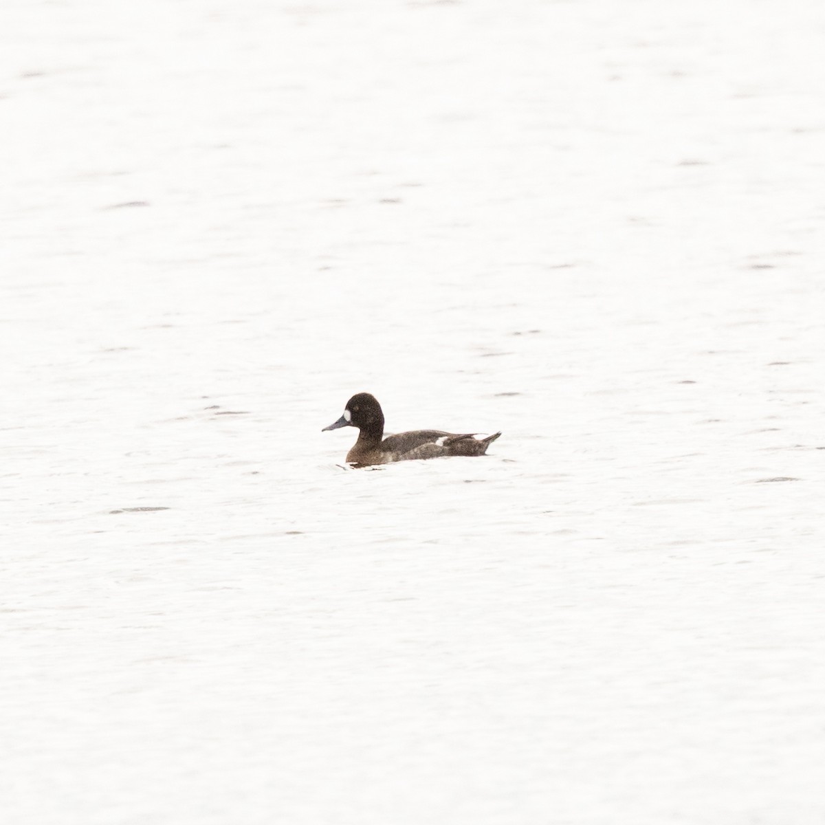 Lesser Scaup - ML645955304