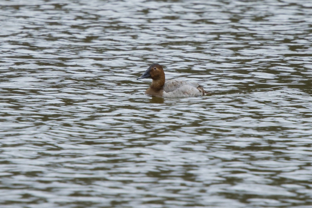 Murgilari bizkarzuria - ML645955306