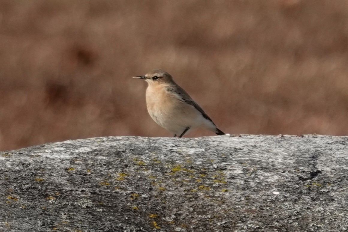 Northern Wheatear - ML645955308