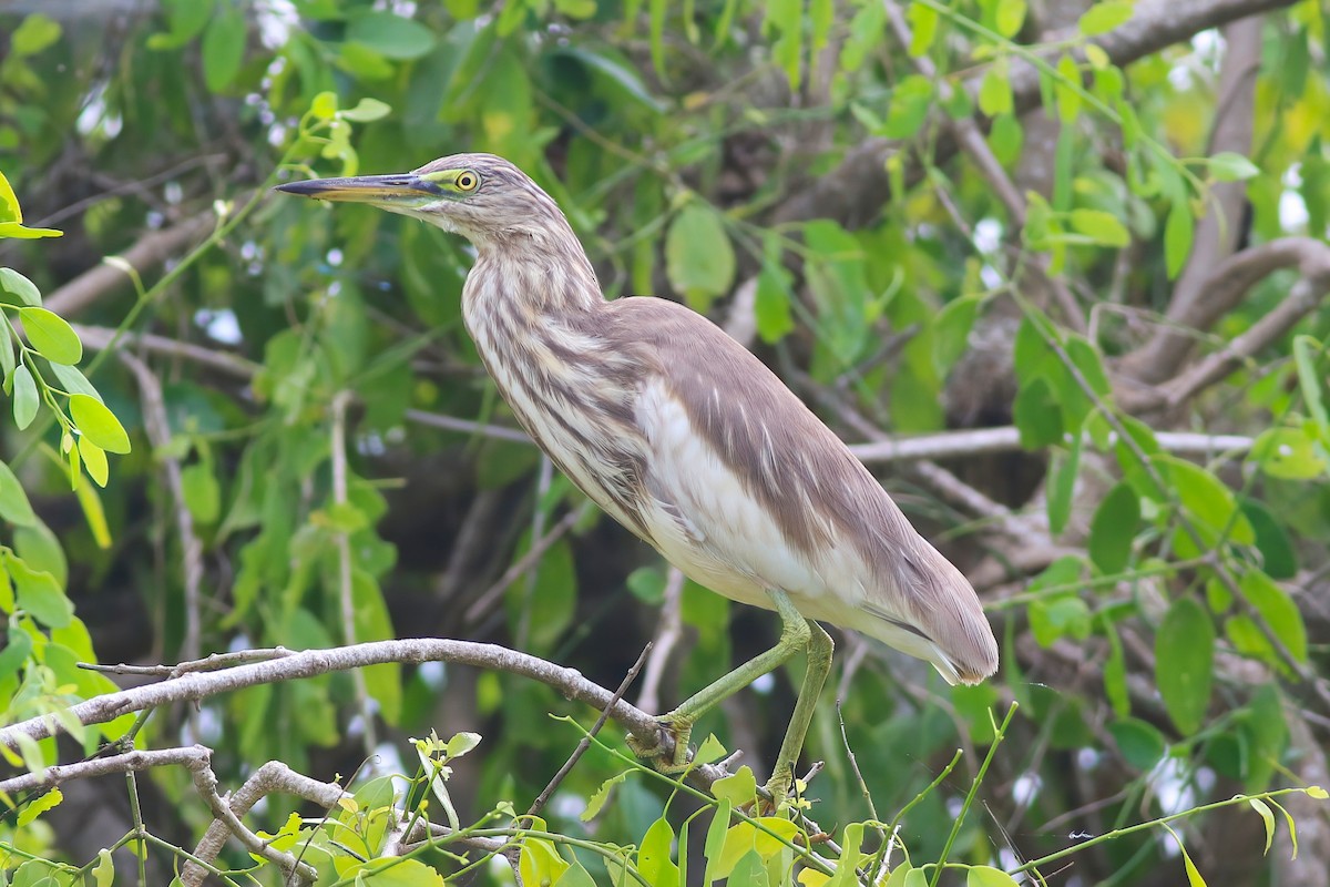 Indian Pond-Heron - ML645955309