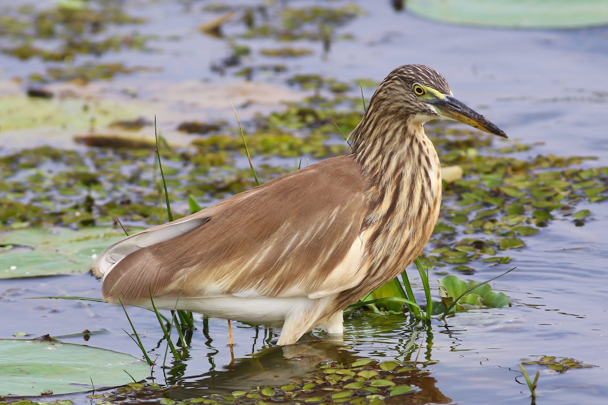 Indian Pond-Heron - ML645955310