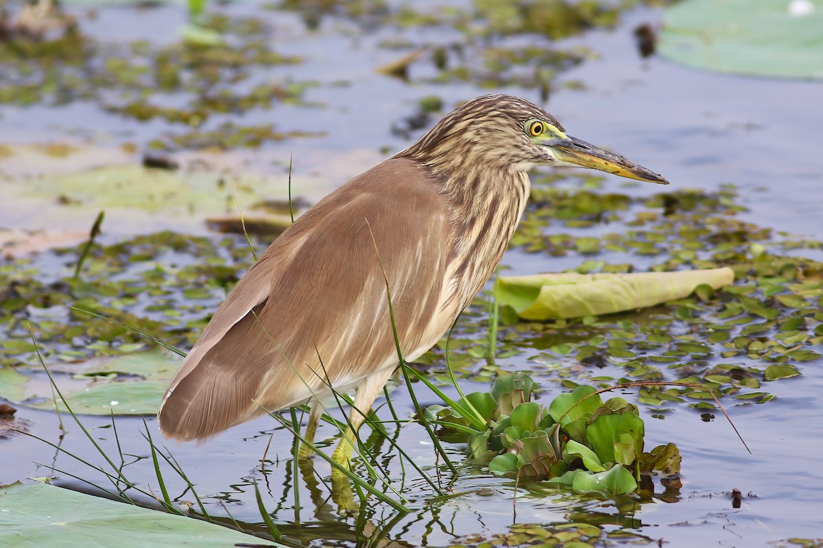 Indian Pond-Heron - ML645955311
