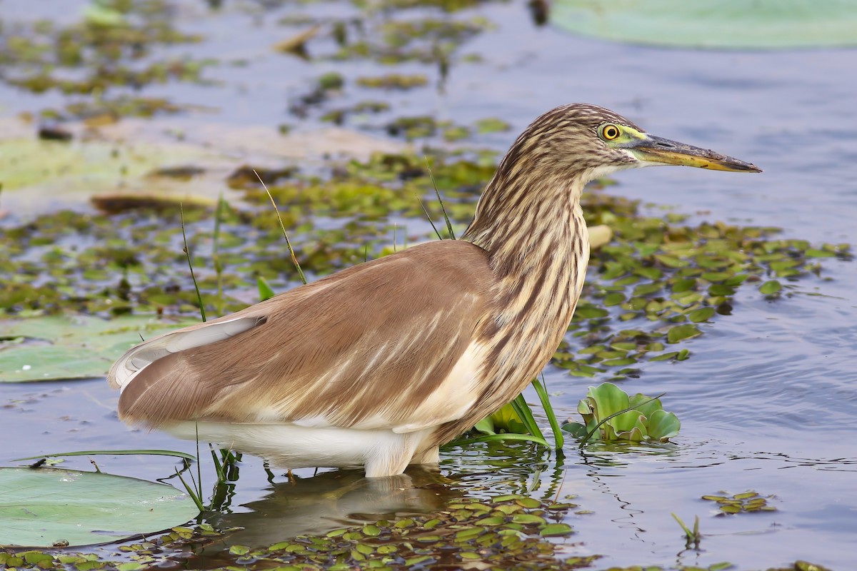 Indian Pond-Heron - ML645955312