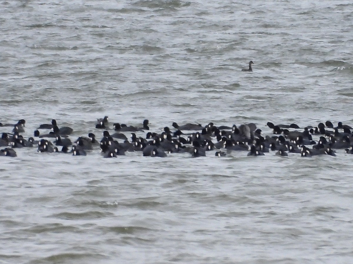 Txilinporta urrebelarria - ML645955314