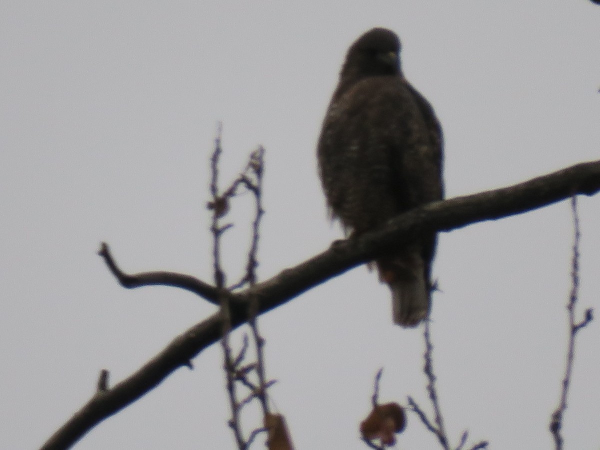 Red-tailed Hawk - ML645955315