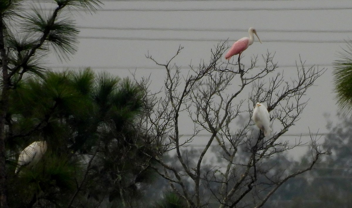 Espátula Rosada - ML645955318