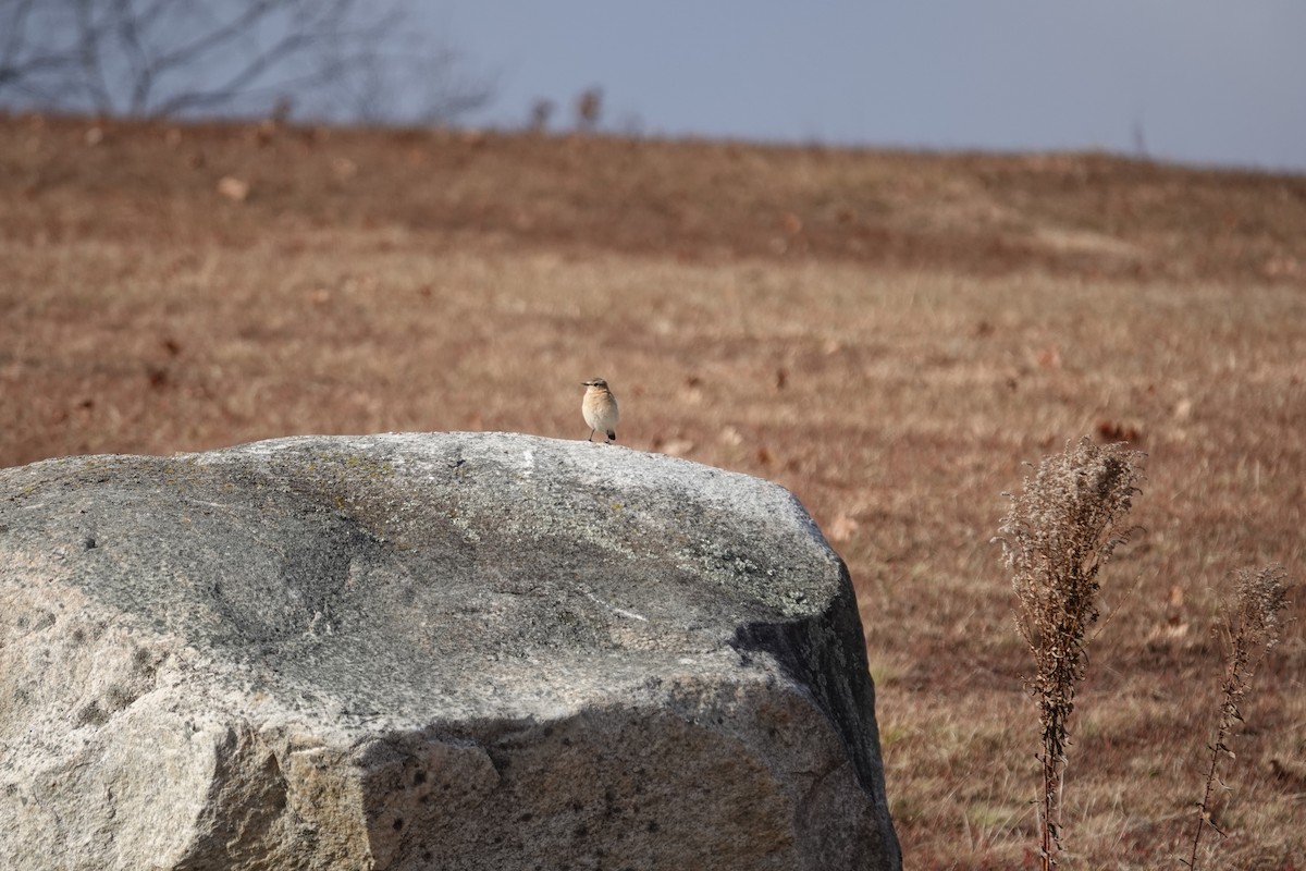 Northern Wheatear - ML645955321