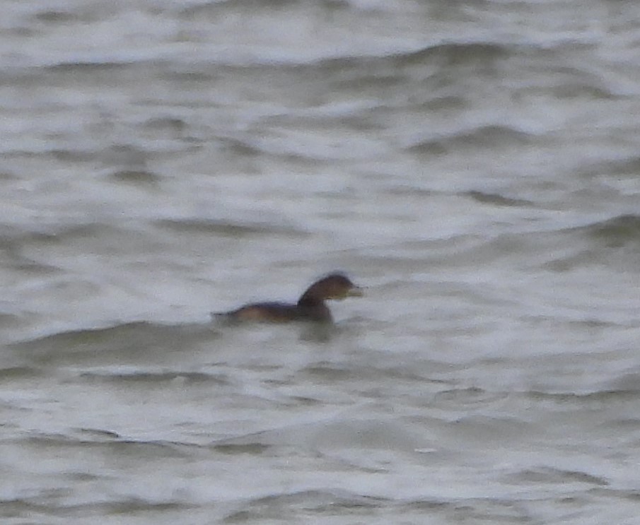 Pied-billed Grebe - ML645955322