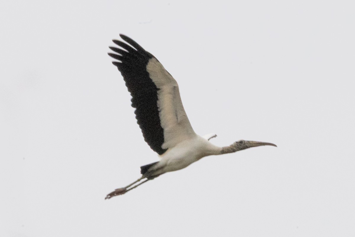 Wood Stork - ML645955323